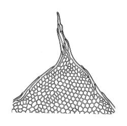 Distichophyllum crispulum var. adnatum, leaf apex. Drawn from K.W. Allison 721, CHR 463319.
 Image: R.C. Wagstaff © Landcare Research 2017 